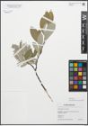 Foto von Salix glauca L.
